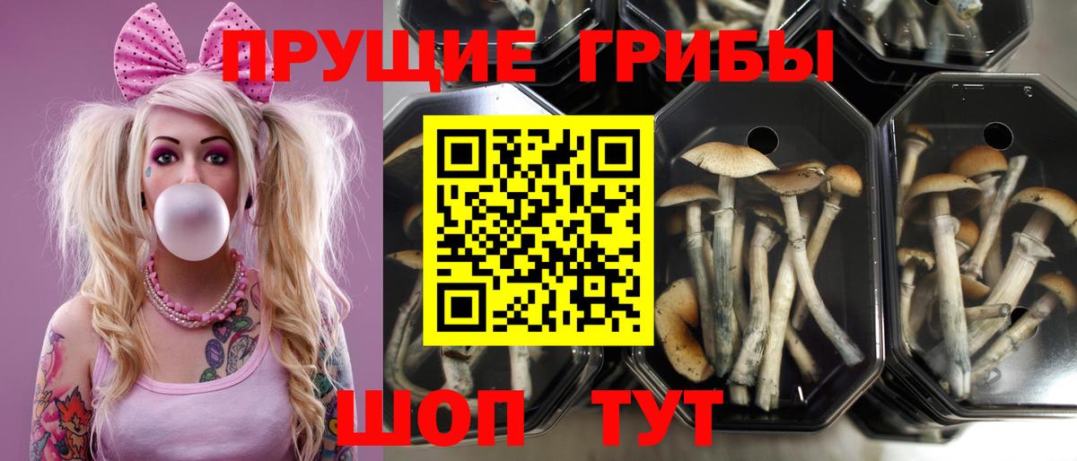 Псилоцибиновые грибы Psilocybe Осинники